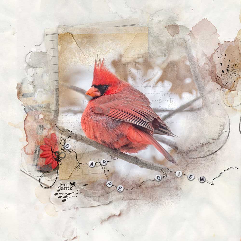 Anna Aspnes Designs ArtPlay Archive Collection Cardinal Bird Photography Digital Scrapbook and Photo Artistry Page Inspiration by Jerri Lantz
