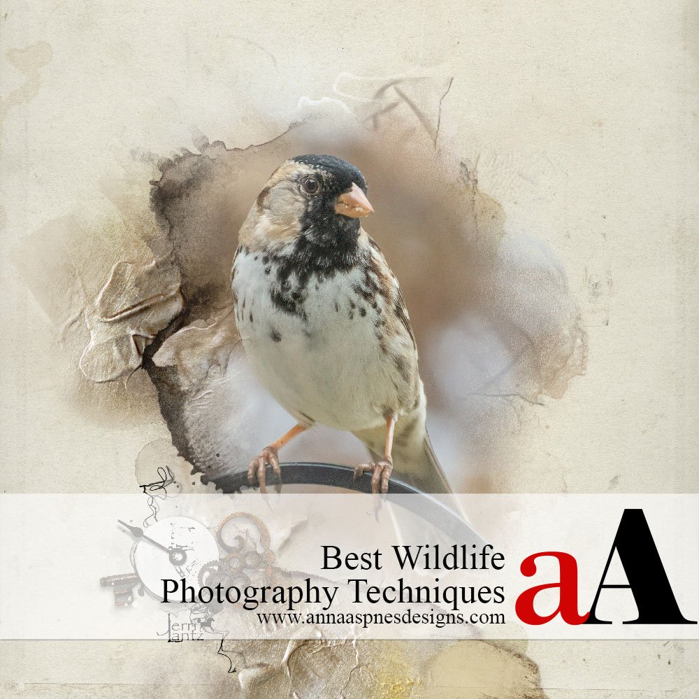 Best Wildlife Photography Techniques