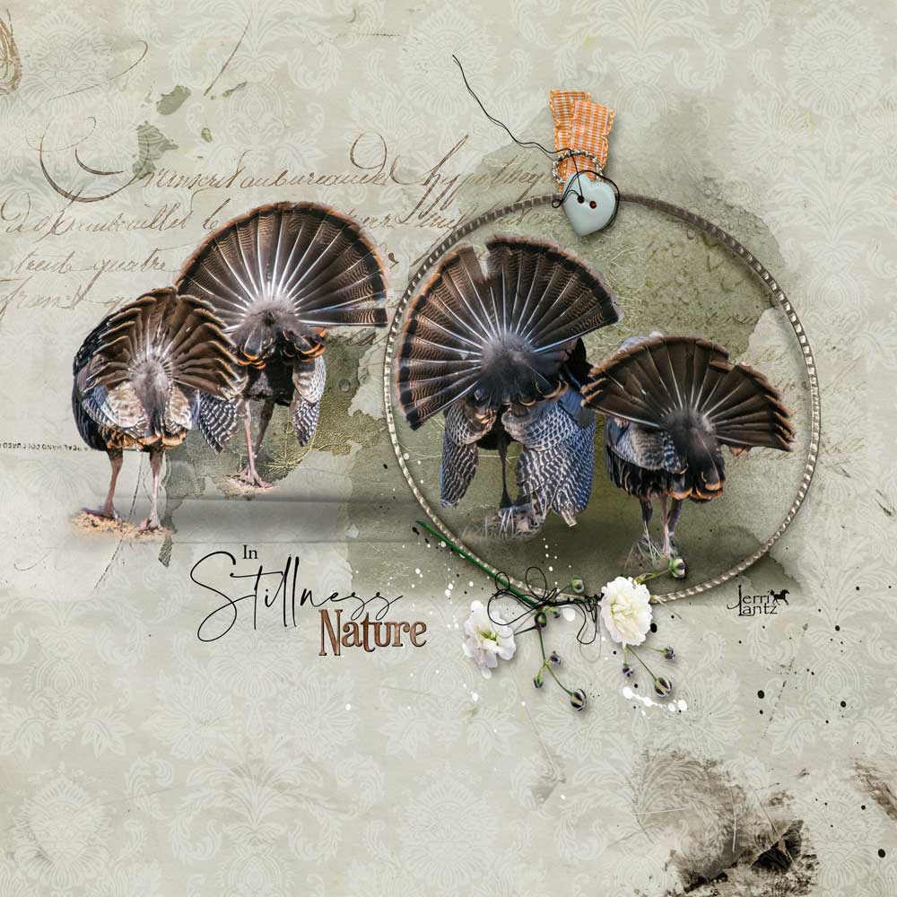 Anna Aspnes Designs ArtPlay Melancholy Collection Turkey Tails Bird Photography Digital Scrapbook and Photo Artistry Page Inspiration by Jerri Lantz